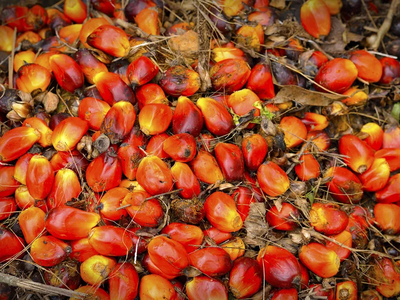 Palm Oil Processing